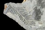 Fossil Flora (Calamites & Alethopteris) Plate - Kentucky #142394-3